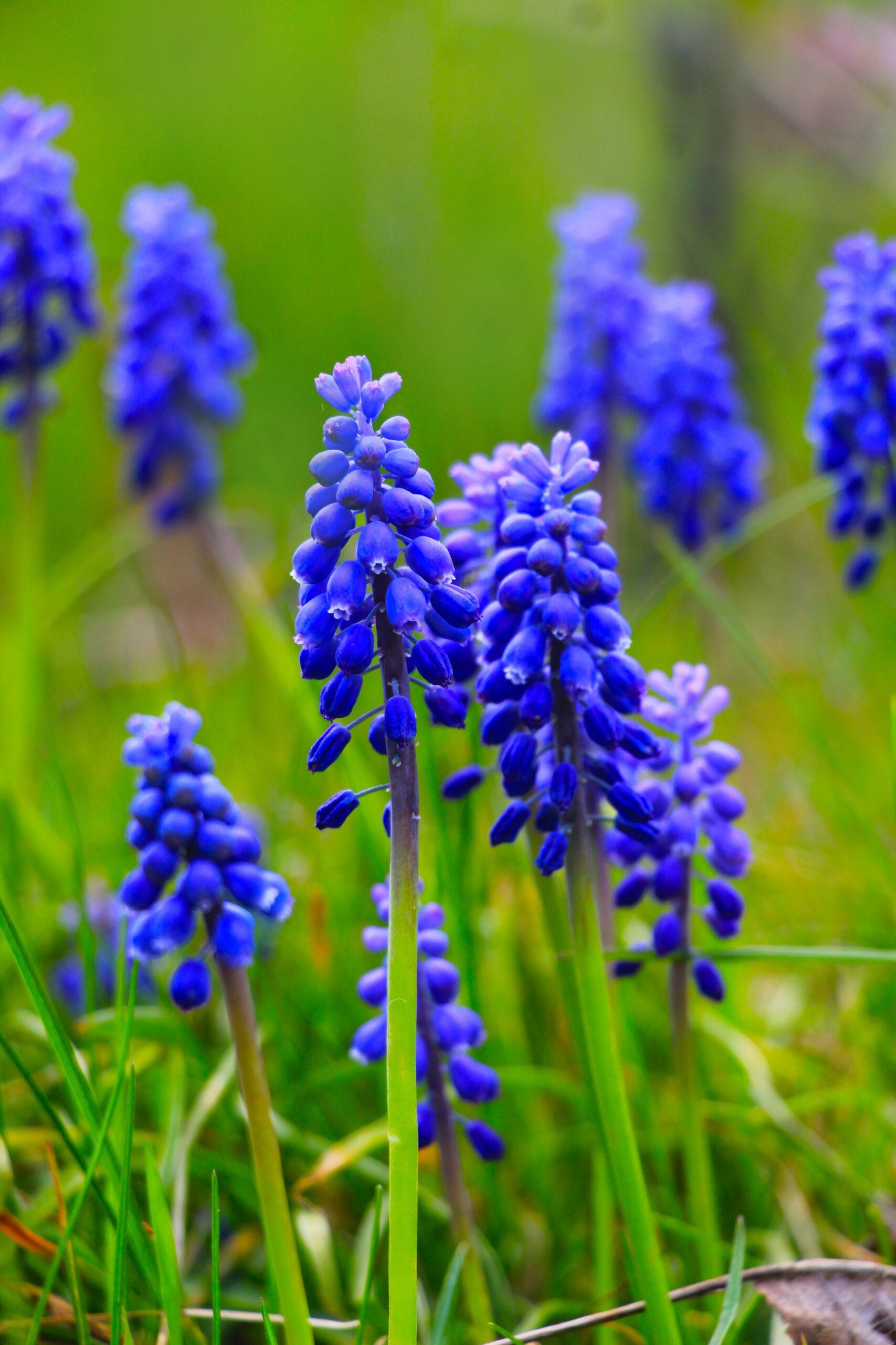 Pärlhyacint - Muscari Armeniacum - BIO
