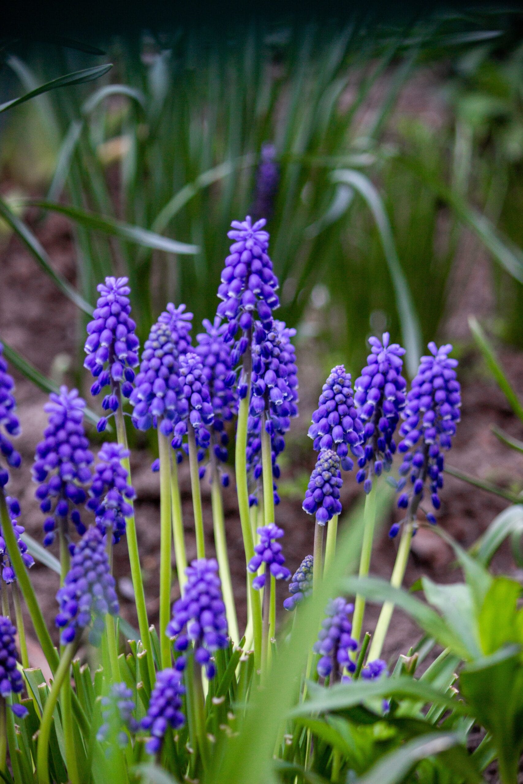 Pärlhyacint - Muscari Armeniacum - BIO