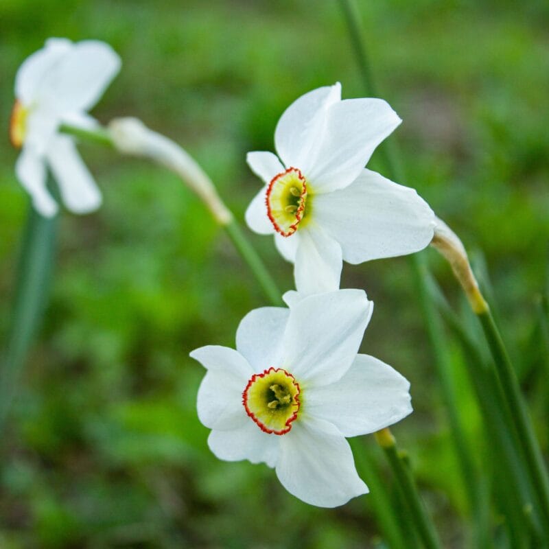 Pingstlilja - Narcissus Recurvus