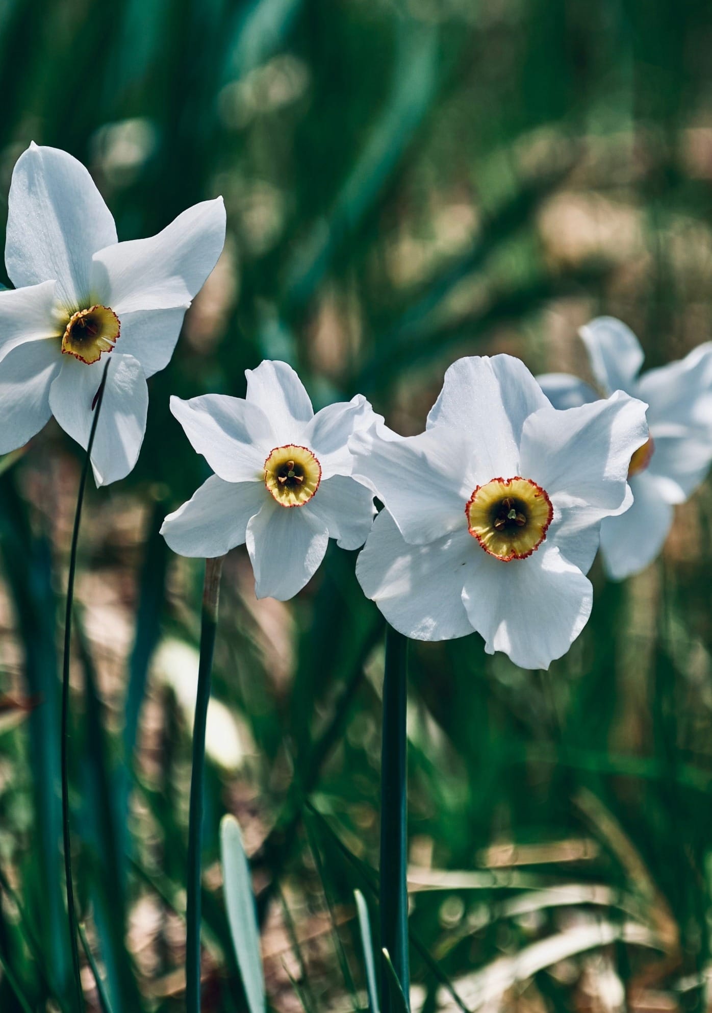 Pingstlilja - Narcissus Recurvus