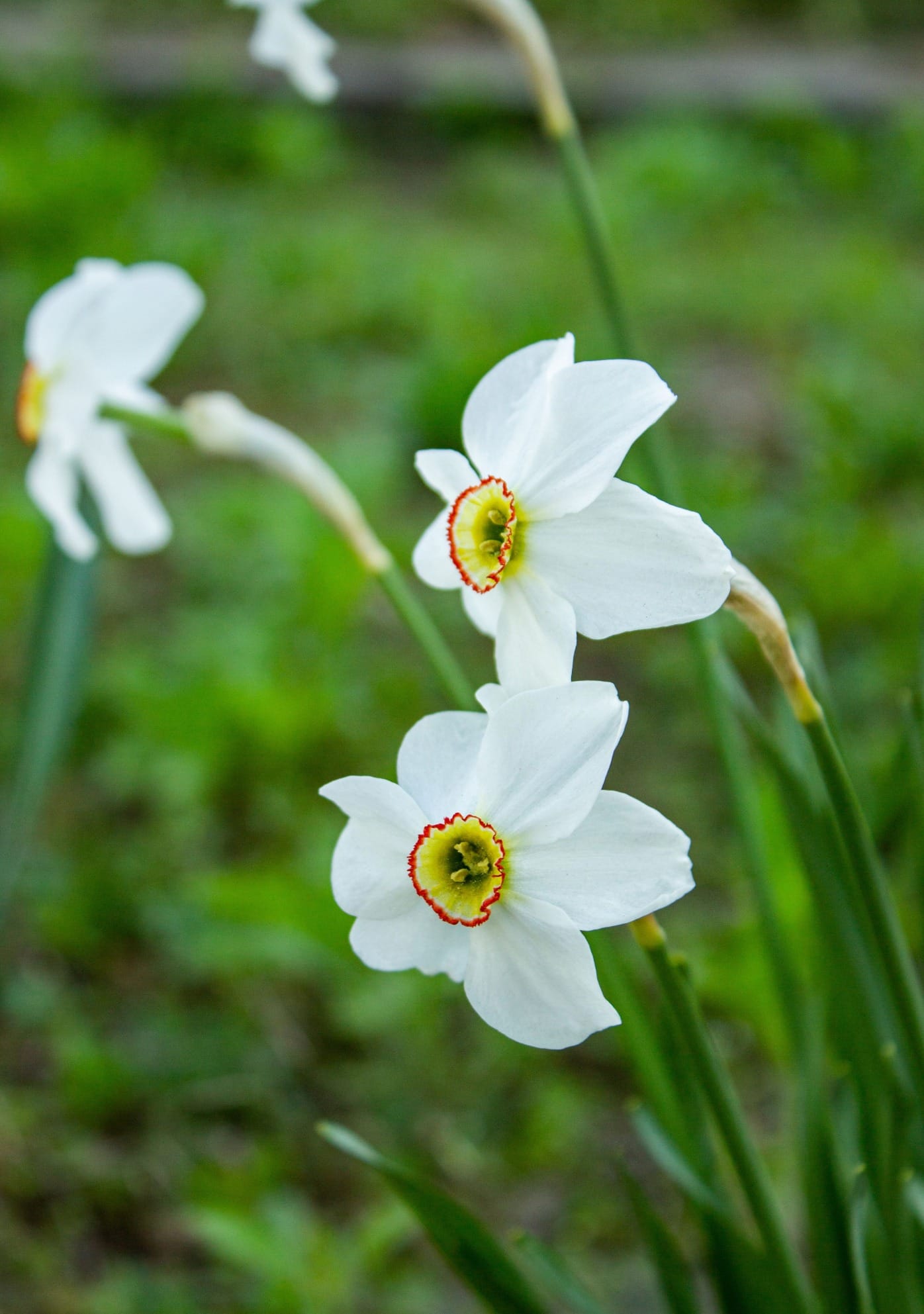 Pingstlilja - Narcissus Recurvus