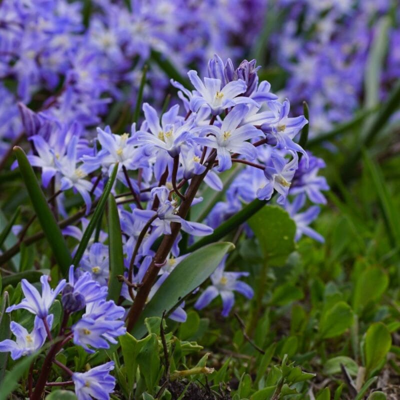 Vårstjärna - Chionodoxa Blue Giant