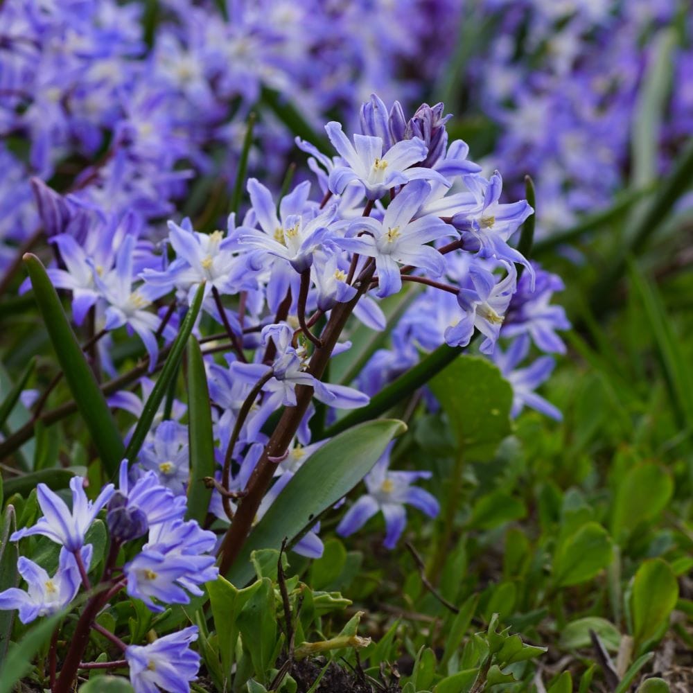 Vårstjärna - Chionodoxa Blue Giant