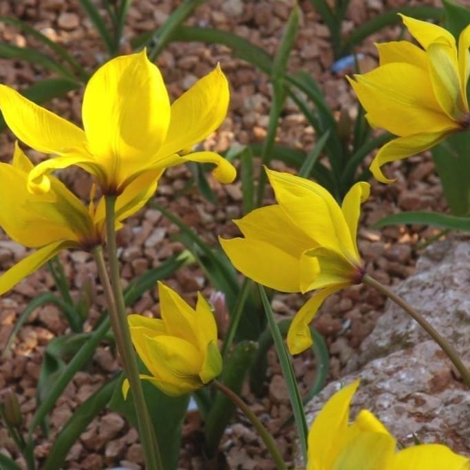 Vildtulpan - Tulipa Sylvestris