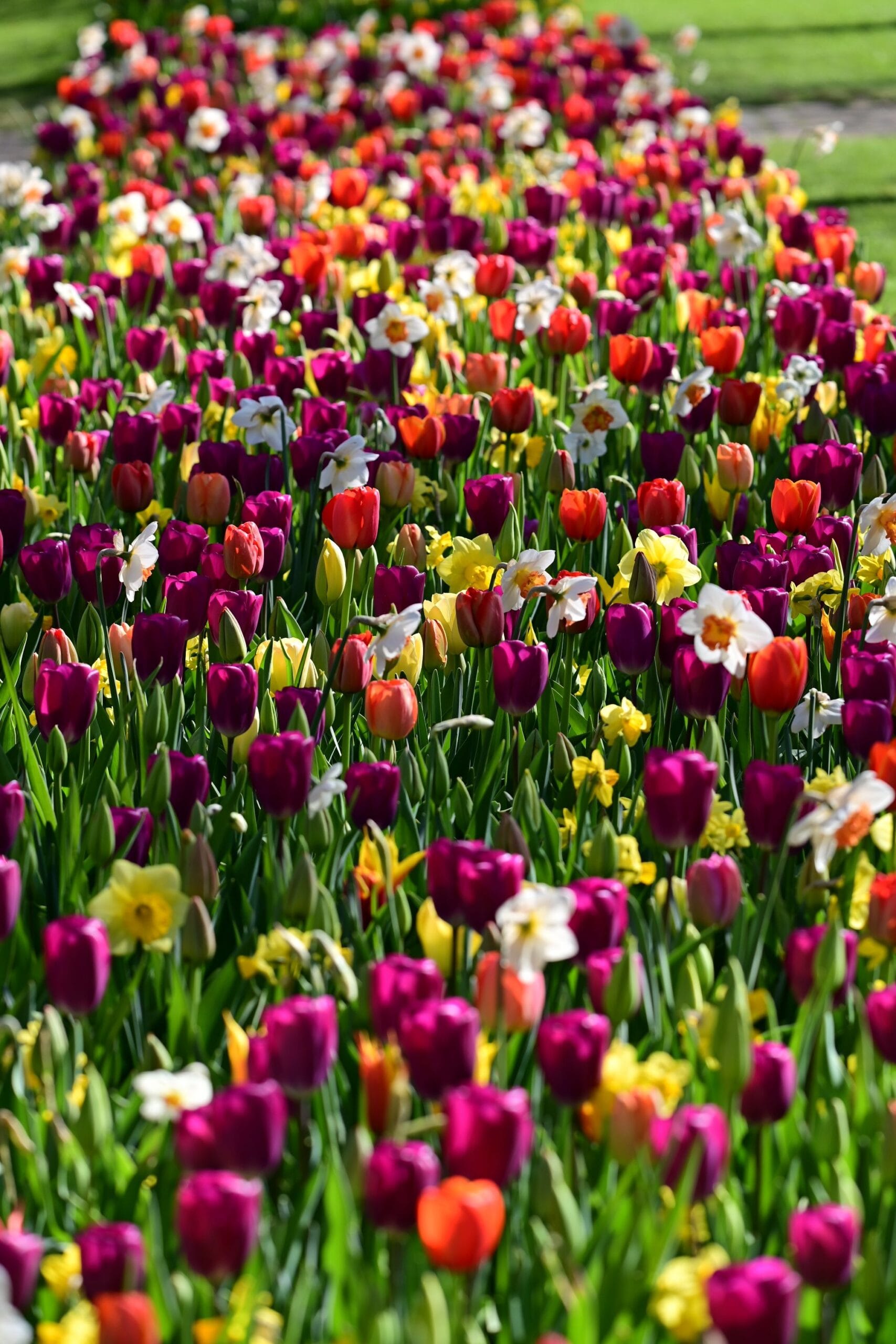 Hav av blomsterlök