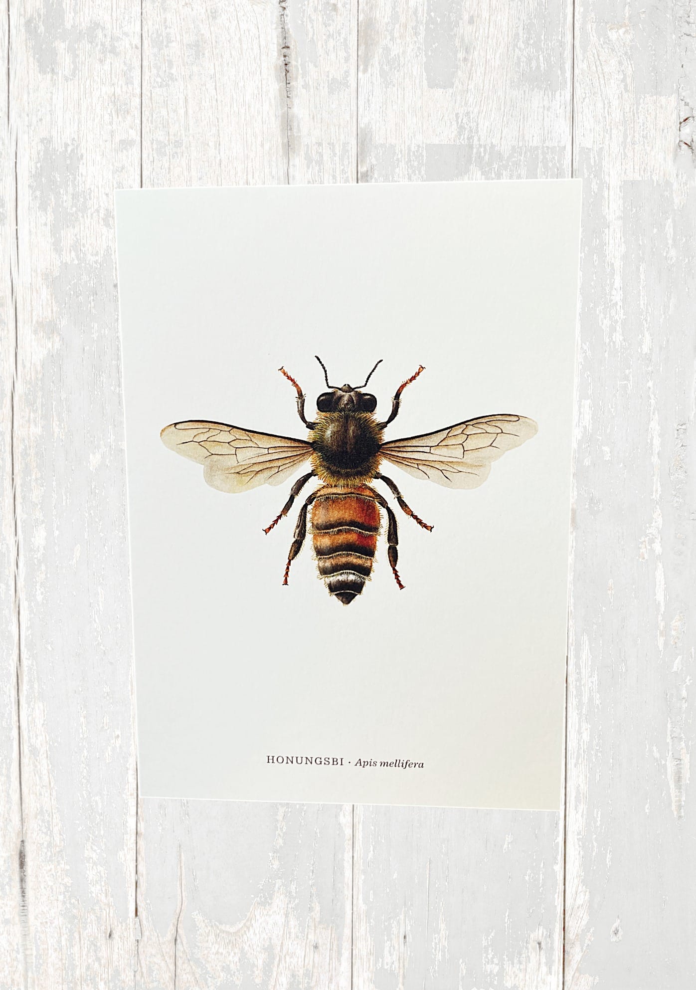 Vykort Pollinera Sverige -Honungsbi