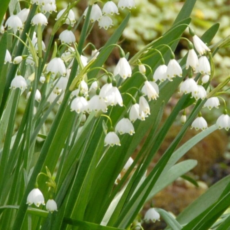 Snöklocka - Leucojum Gravetye Giant