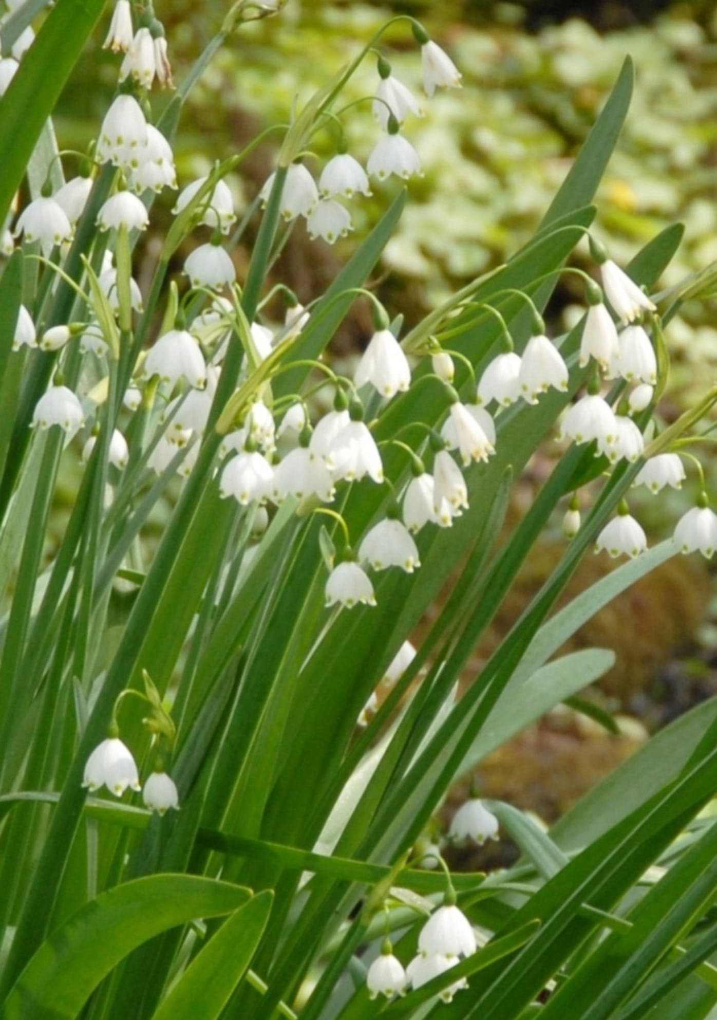Snöklocka - Leucojum Gravetye Giant