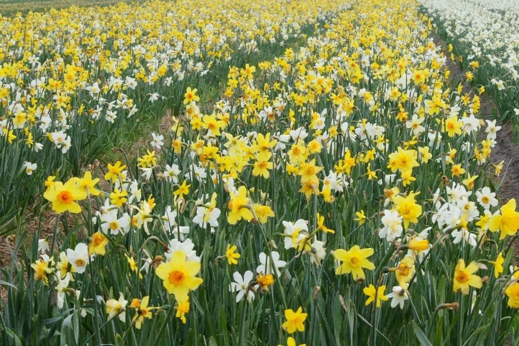 Hav av Narcissus