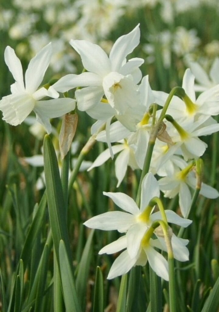 Narcissus 'Thalia'