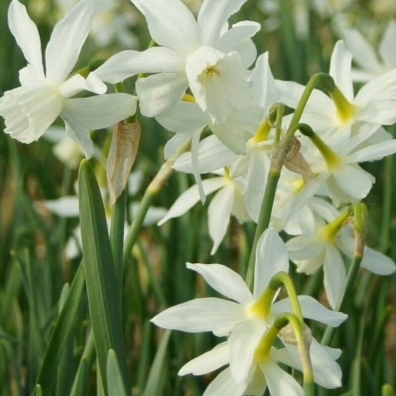Narcissus 'Thalia'