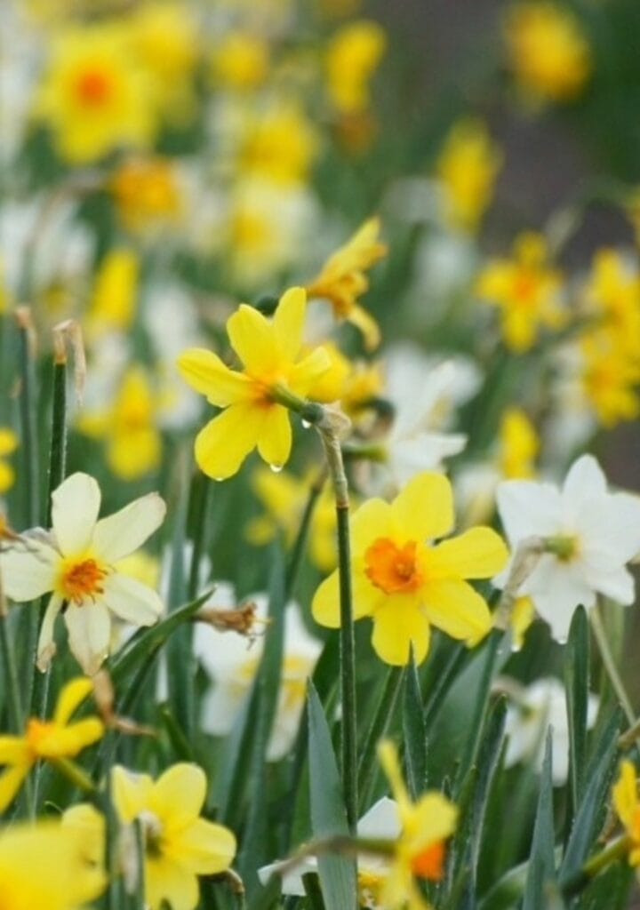Narcissus blandning