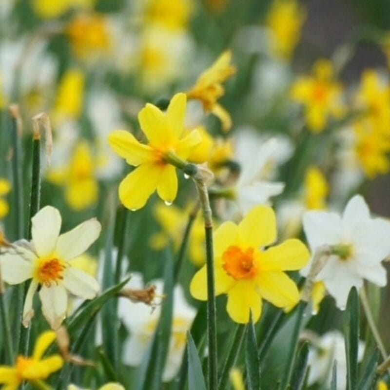 Narcissus blandning