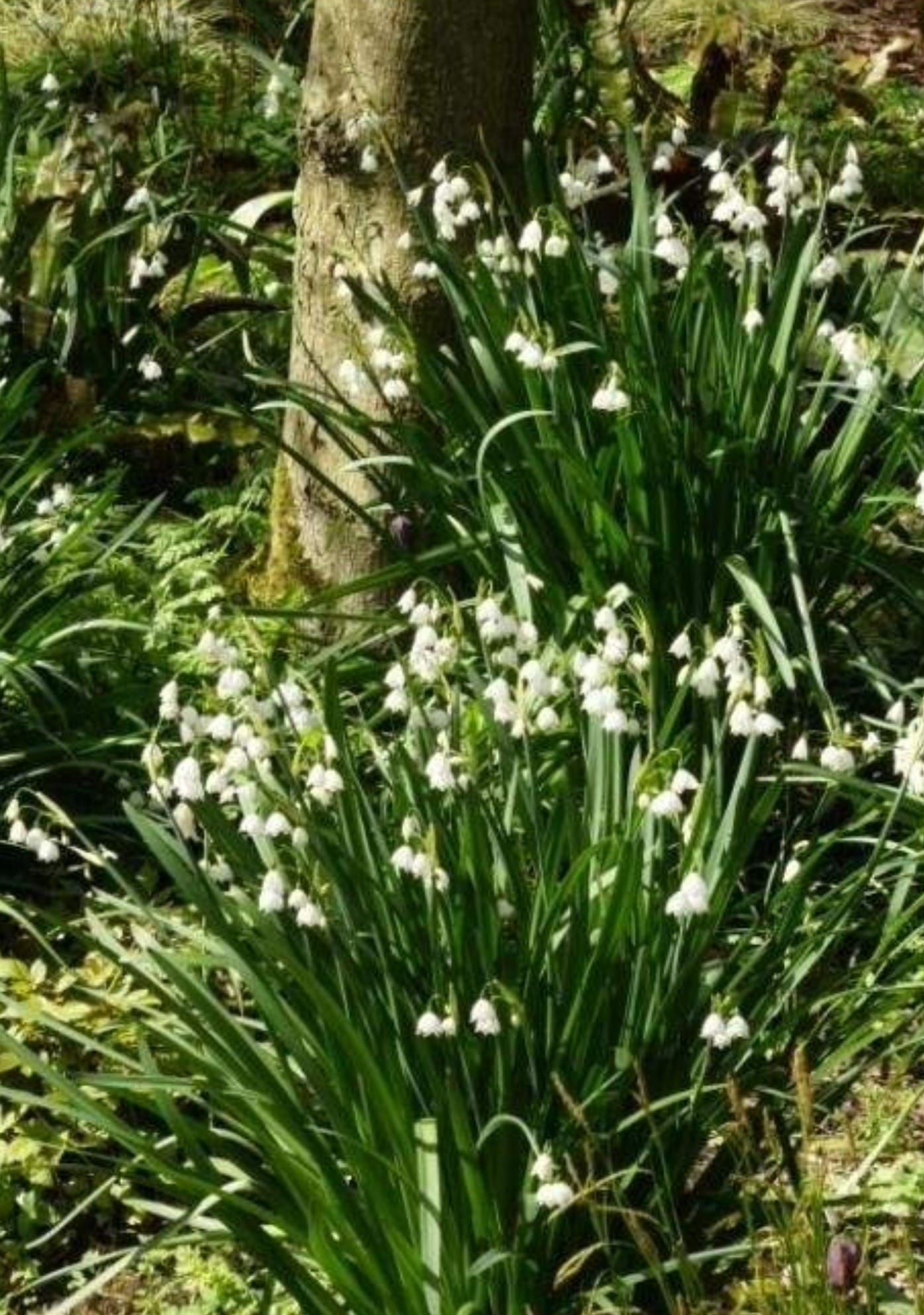 Snöklocka - Leucojum Gravetye Giant - Bild 2