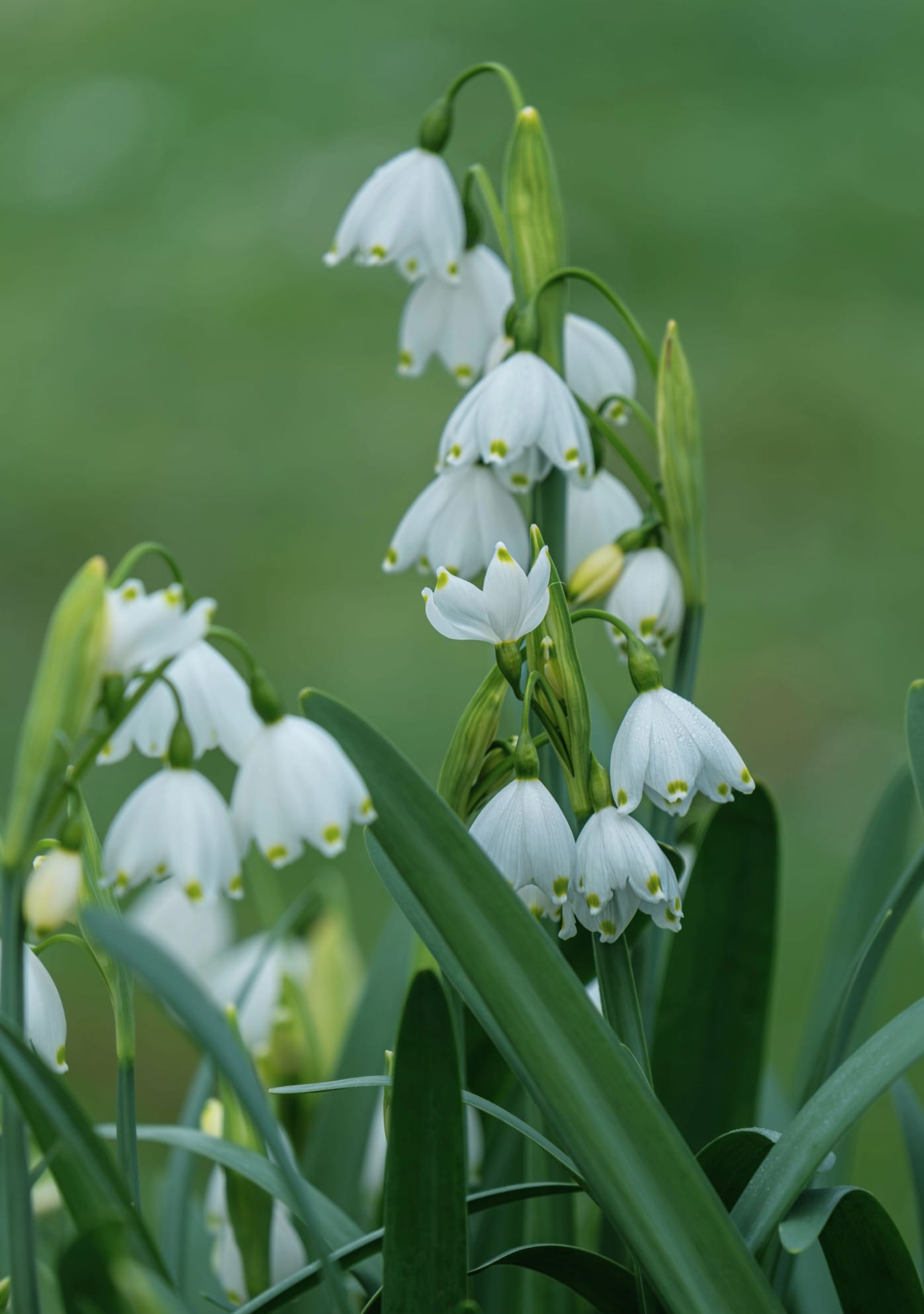 Snöklocka - Leucojum Gravetye Giant