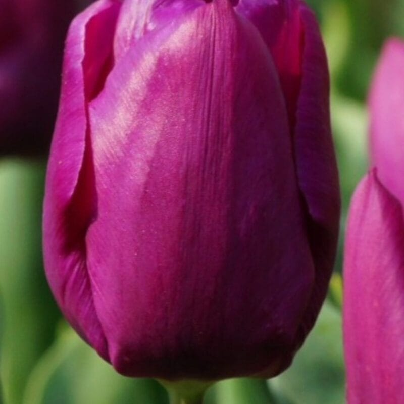 Tulipa Purple Prince