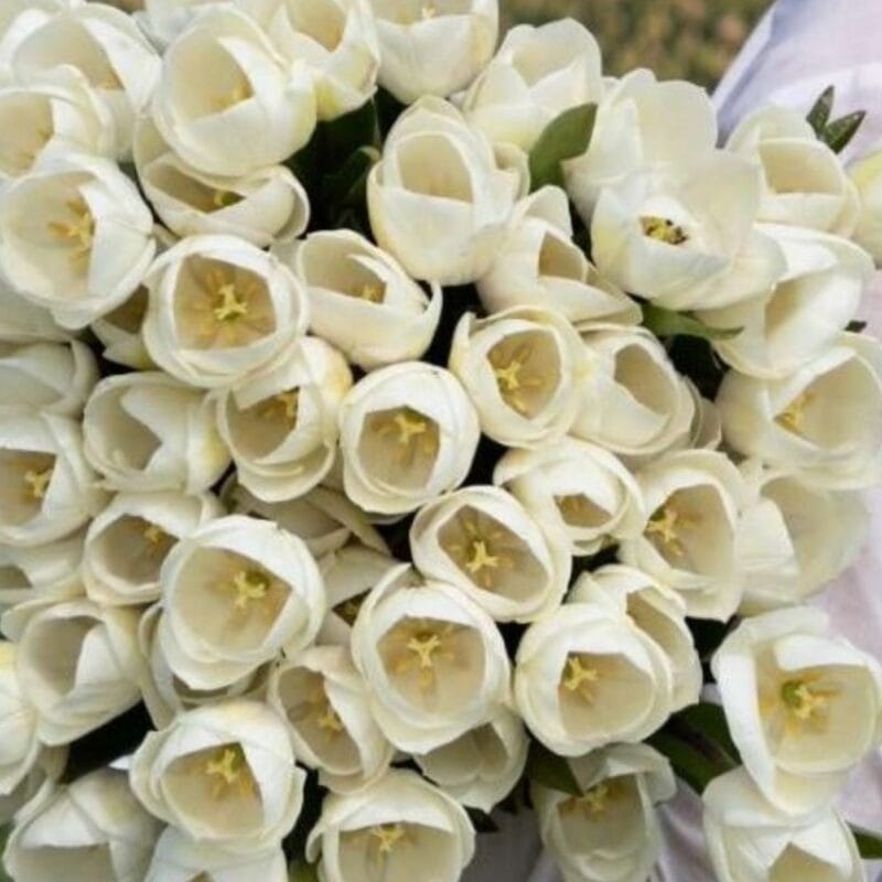 Tulipa Royal Virgin