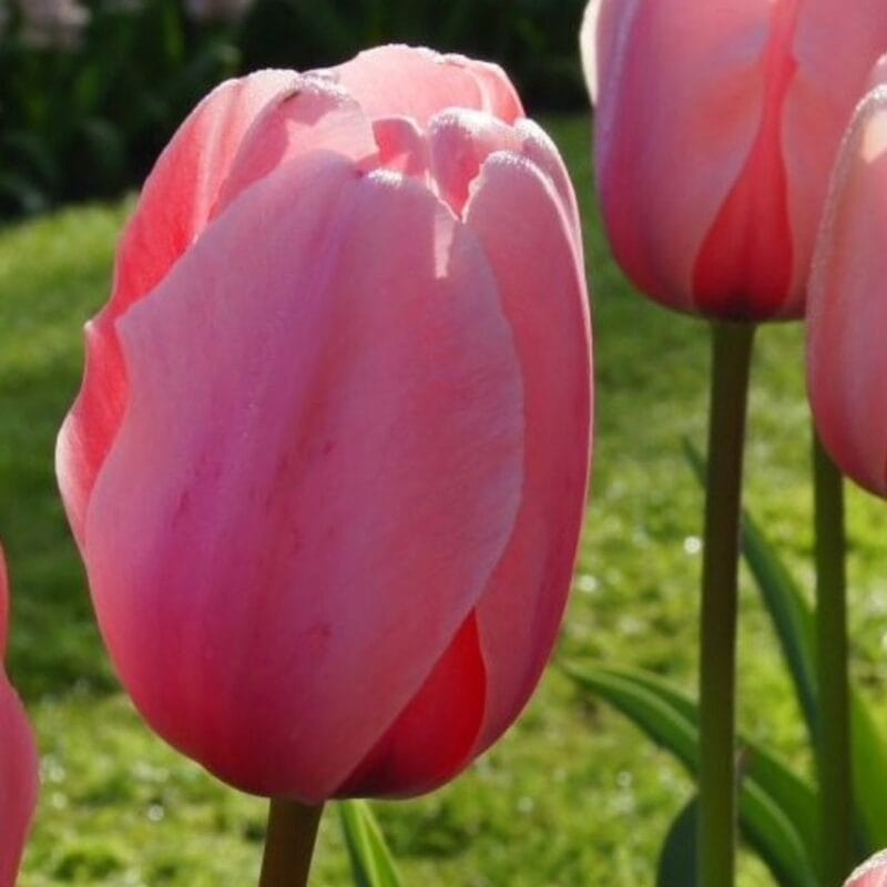 Tulipa Salmon Impression