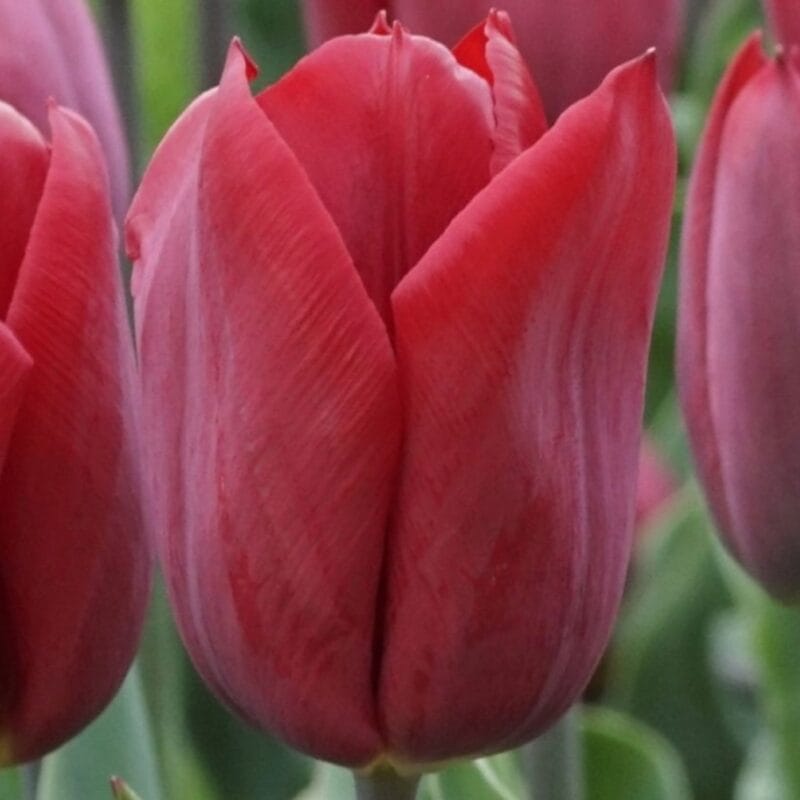 Tulipa Strong Love