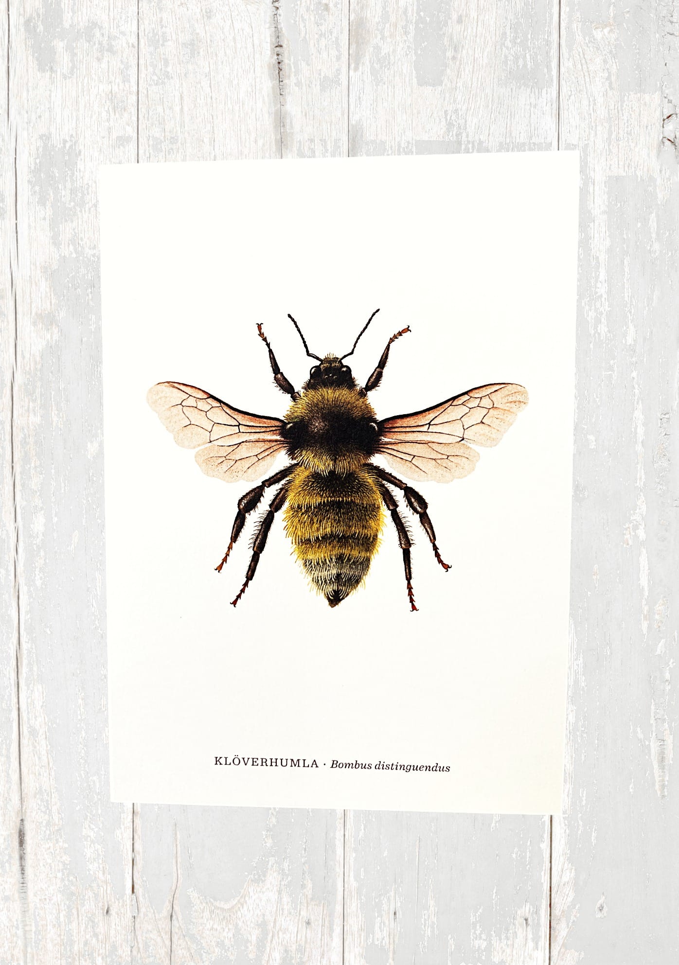 Vykort Pollinera Sverige -Klöverhumla