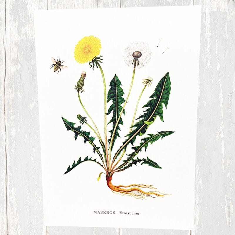 Vykort Pollinera Sverige -Maskros