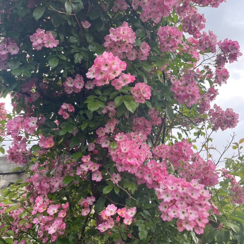 Valdemar (Rosa Multiflora)
